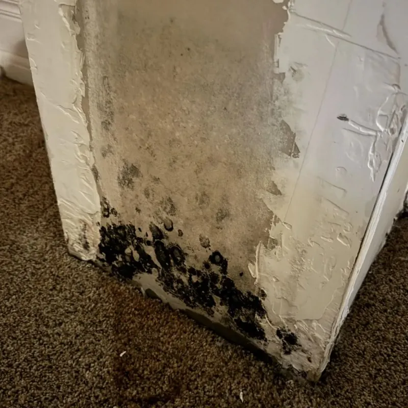 Professional Mold Removal in New Middletown, OH